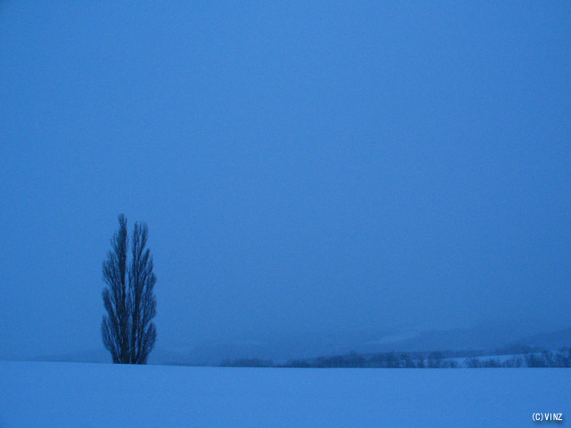 雪景色　北海道　美瑛 「ケンとメリーの木」 